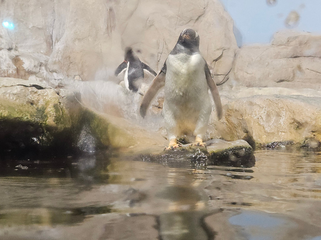 热那亚水族馆-热那亚必去景点