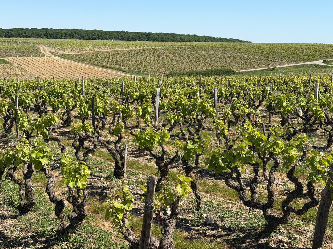 Rendez-Vous dans les Vignes-Chancay必去景点