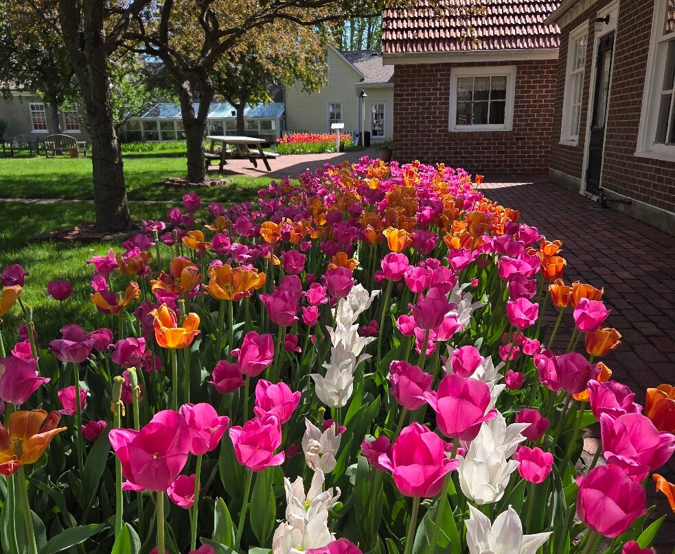 Historical Village, Vermeer Windmill & Scholte House-Pella必去景点
