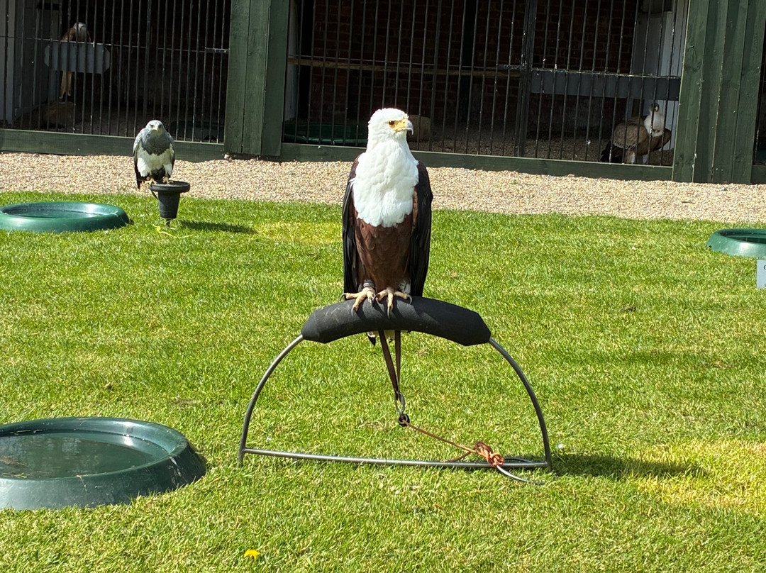Thirsk Birds Of Prey Centre-瑟斯克必去景点