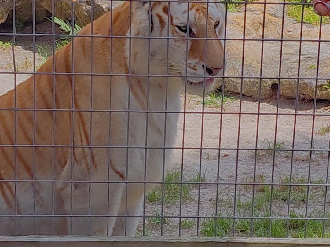 McCarthy's Wildlife Sanctuary-西棕榈滩必去景点
