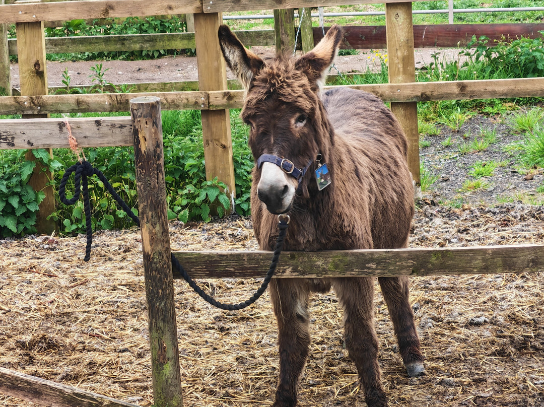 Charnwood Forest Alpacas-Boundary必去景点