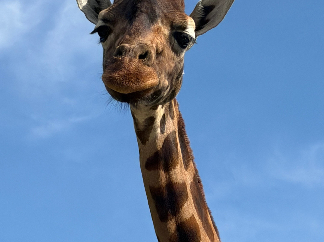 Serengeti-park Hodenhagen-Hodenhagen必去景点
