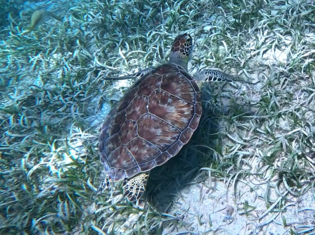 Vieques Snorkel Tours-维切克岛必去景点