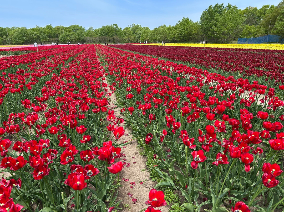 Tainai Flower Park-胎内市必去景点