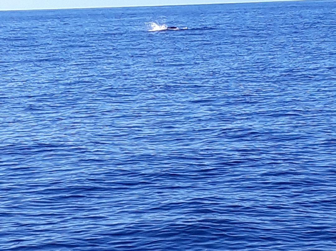 Whale Wise Eco Tours-阿坎提拉德洛斯基必去景点