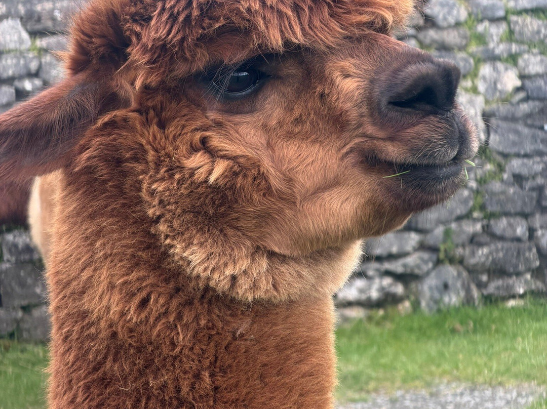 Bardsea Alpacas And Llamas-Bardsea必去景点