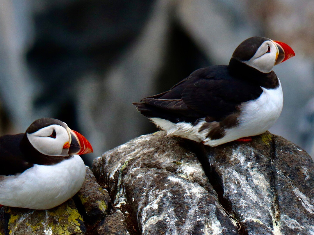 Anstruther Pleasure Cruises-Boat Day Tours-Anstruther必去景点