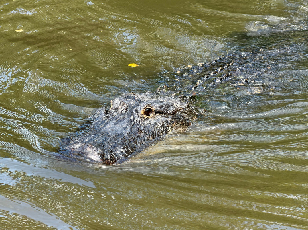 New Orleans Airboat Tours-Marrero必去景点