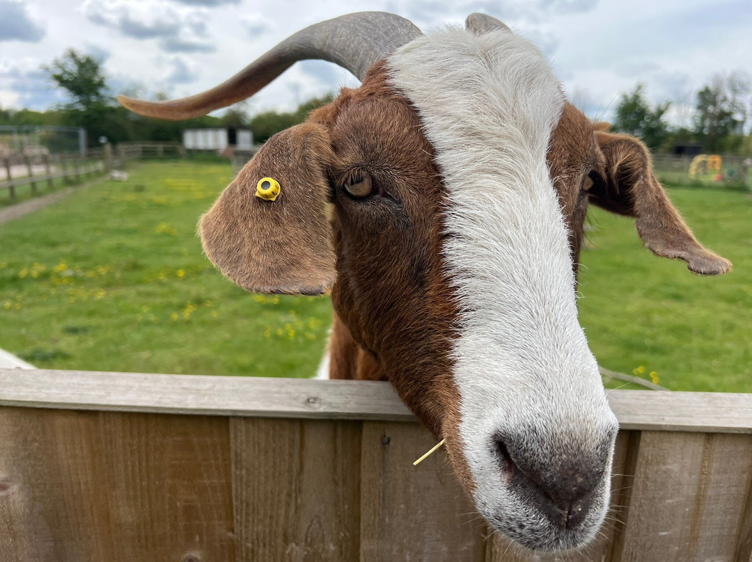 The Bucks Goat Centre-艾尔斯伯里必去景点