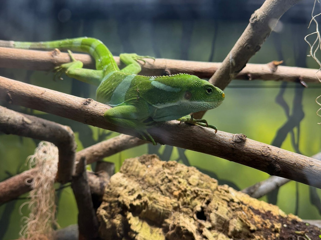 Twycross Zoo-Atherstone必去景点
