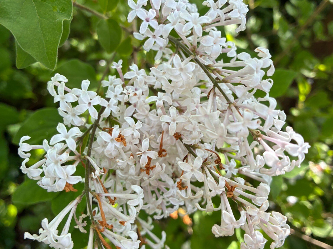 Belmonte Arboretum Wageningen-瓦赫宁恩必去景点