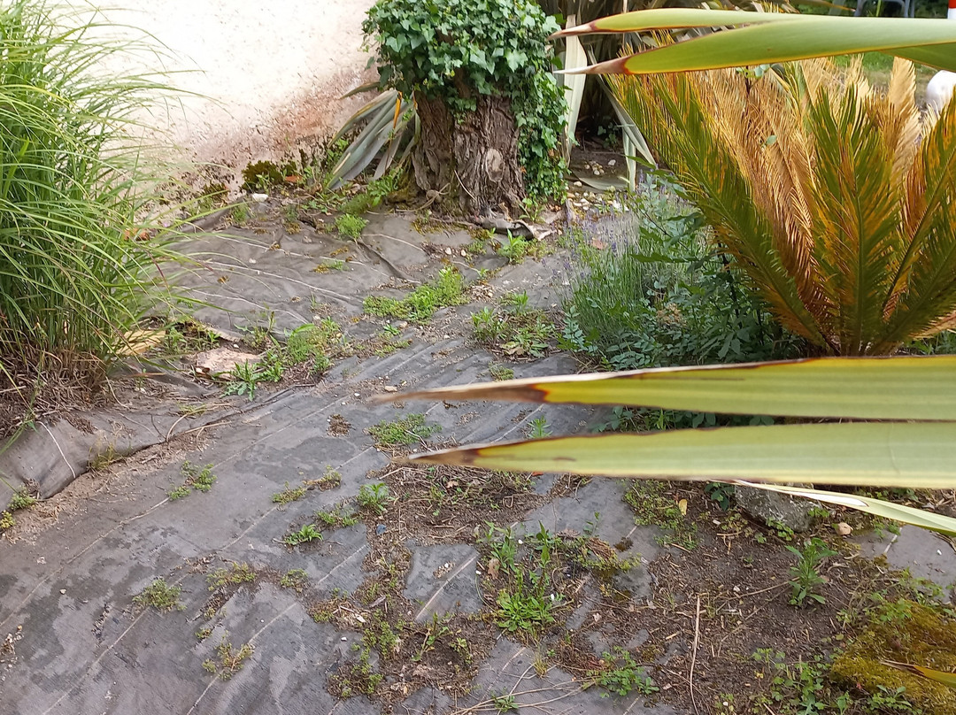 Au Jardin près de l'Ocean主图