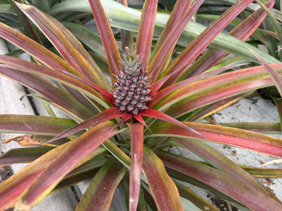 Arruda Pineapple Plantation-蓬塔德尔加达必去景点