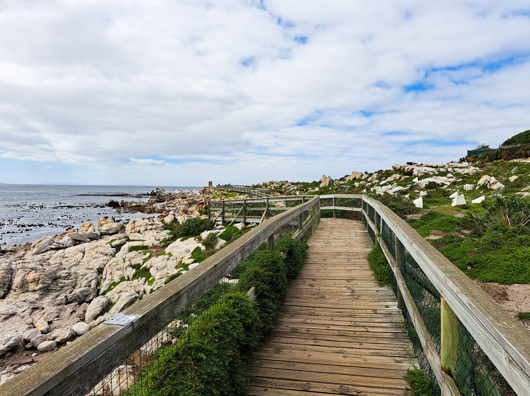 Stony Point Nature Reserve-Betty's Bay必去景点