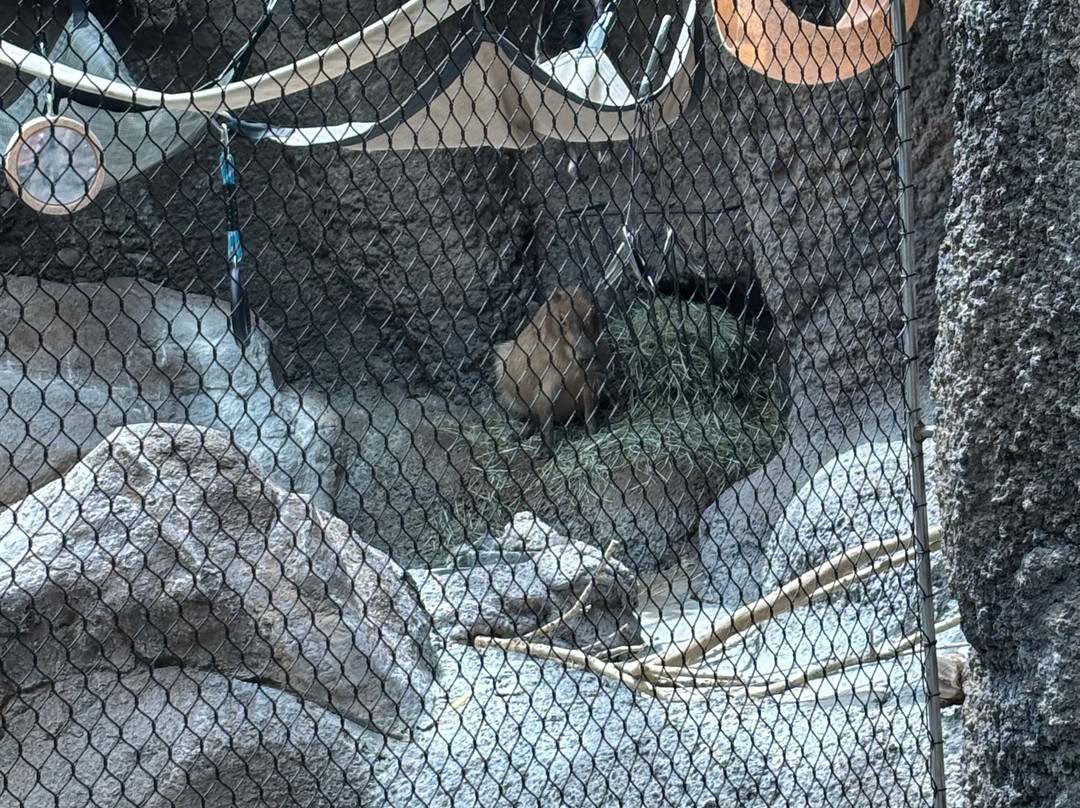Denver Zoo-丹佛必去景点