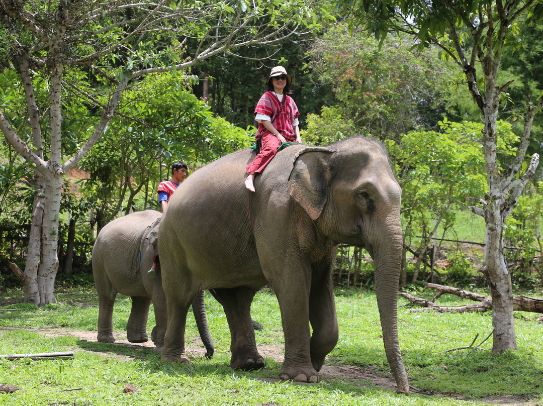 Karen Tribe Native Elephant-清迈必去景点