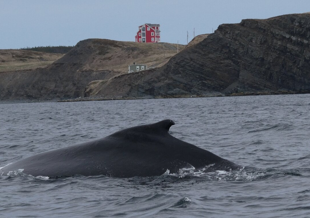 Sea of Whales Adventures-Trinity必去景点