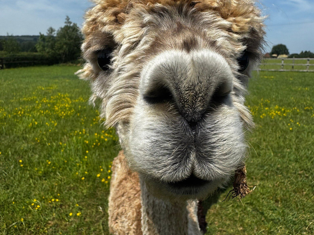 Cotswold Vale Alpacas-伊夫舍姆必去景点