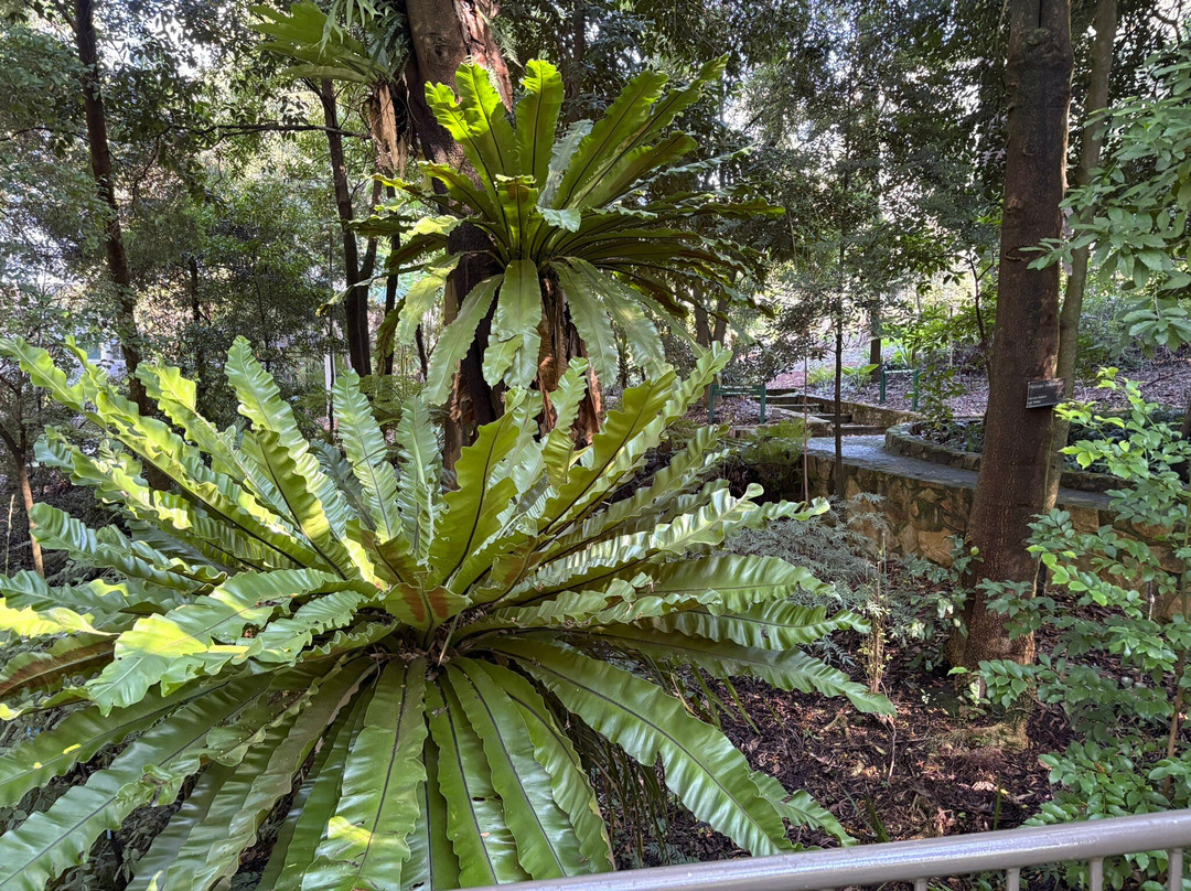 澳大利亚国家植物园-堪培拉必去景点