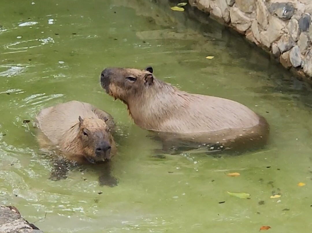Emperor Valley Zoo-西班牙港必去景点