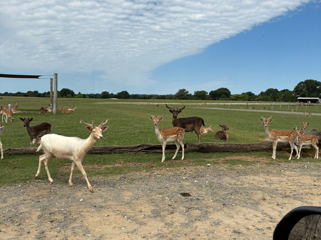 Tennessee Safari Park-Alamo必去景点