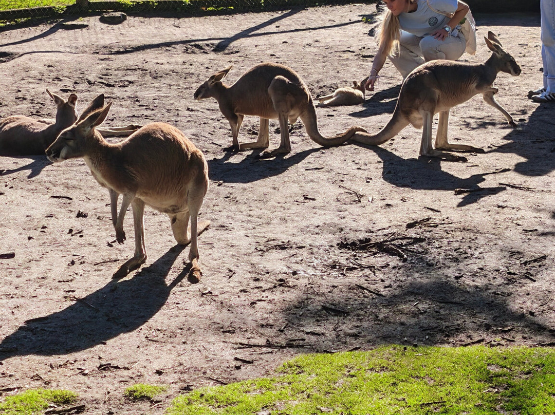 Caversham Wildlife Park-怀特曼 必去景点