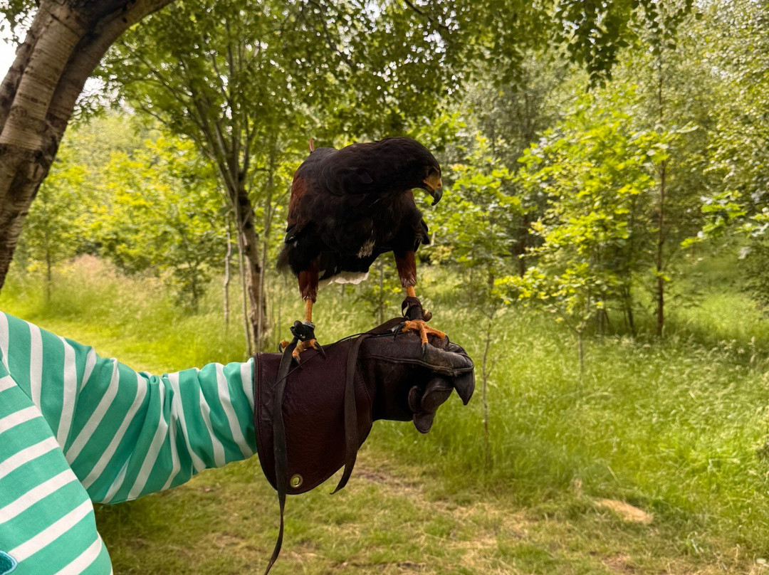 Killarney Falconry-基拉尼必去景点