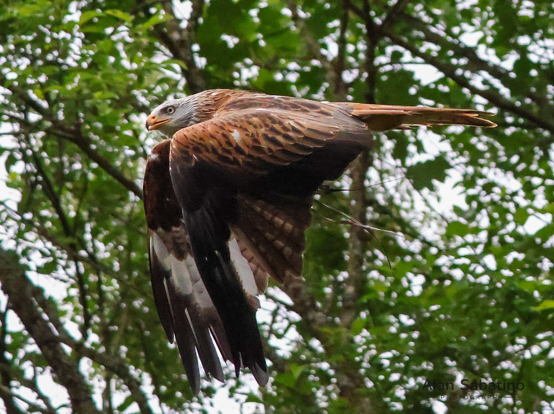 Loch Lomond Bird Of Prey Centre-Balloch必去景点
