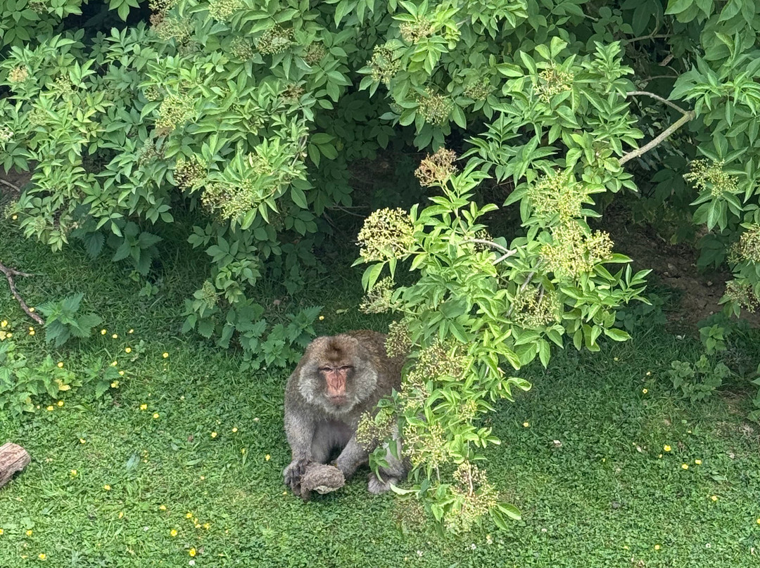 Jimmy's Farm & Wildlife Park-伊普斯威奇必去景点