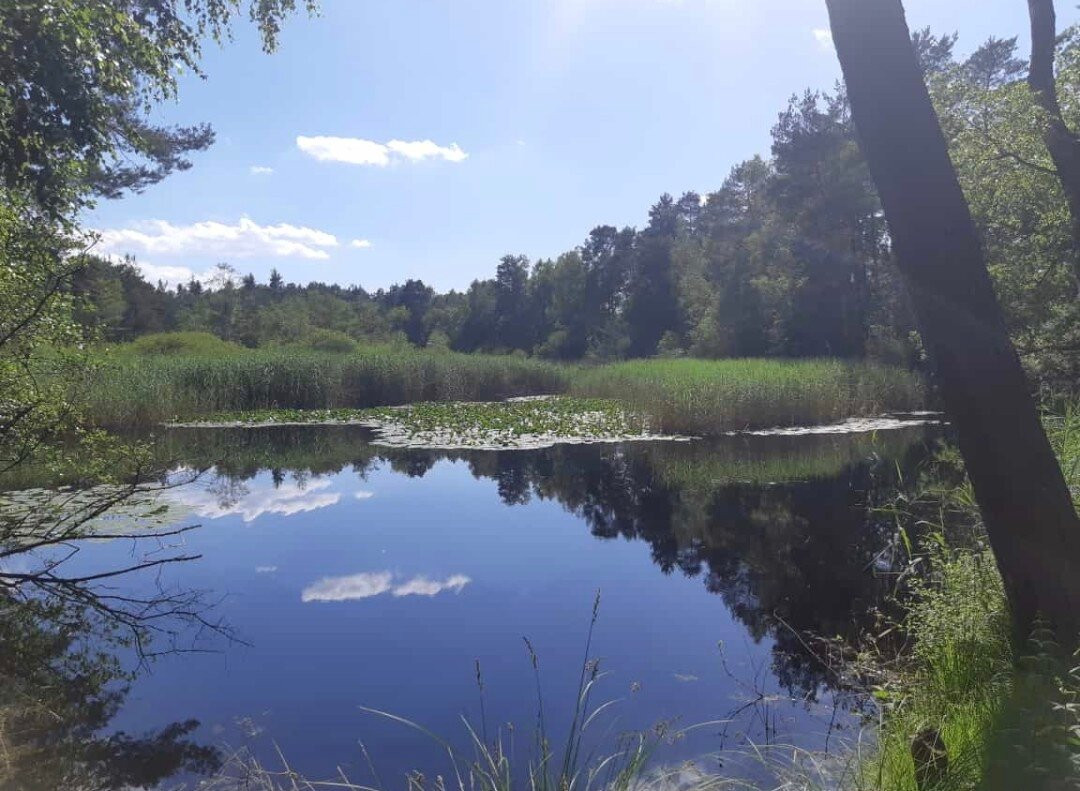 Schontalweiher