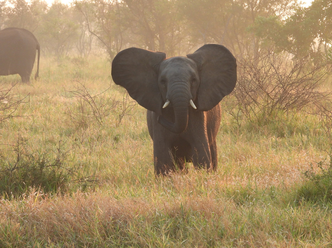 Kruger Untamed
