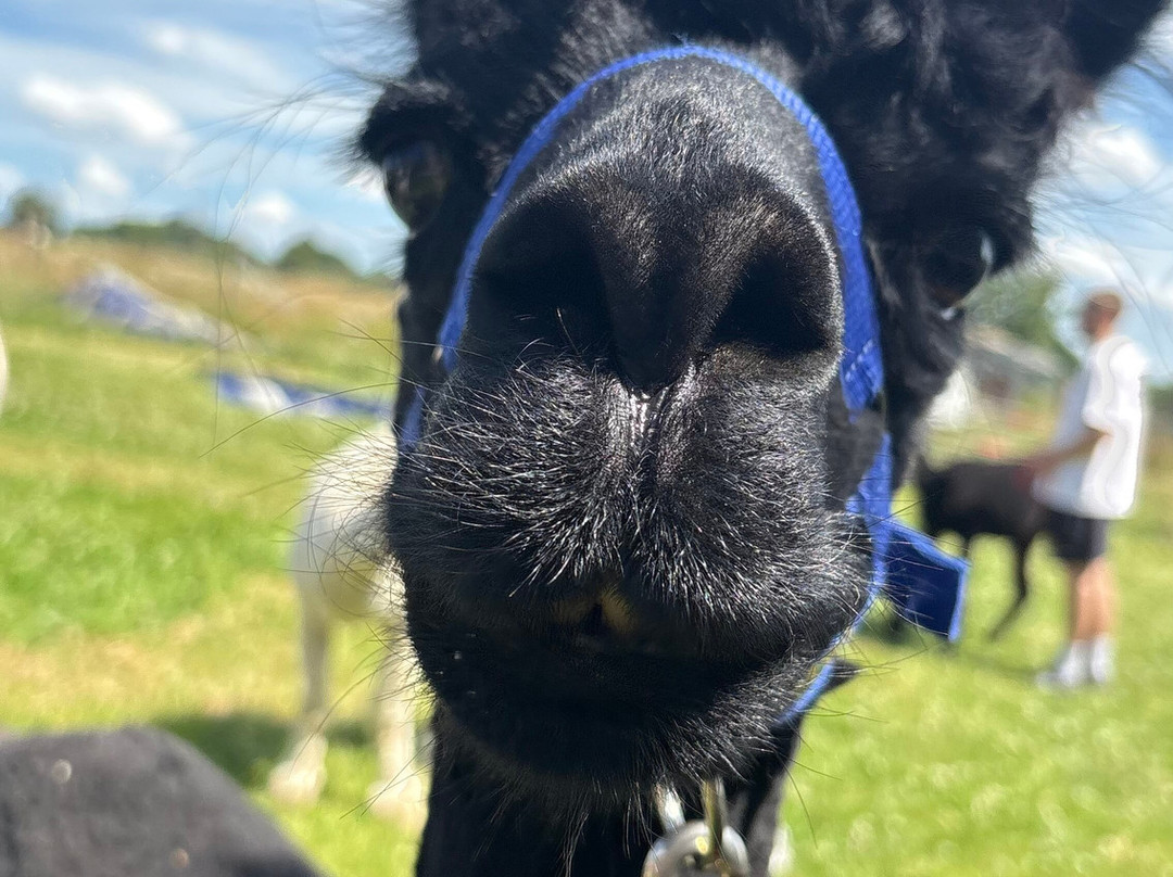 Beacon Alpacas-Husthwaite必去景点