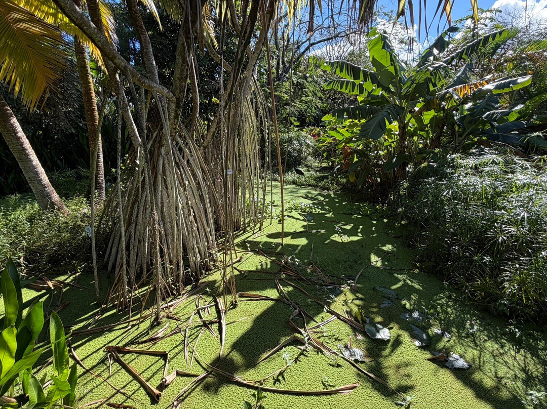Maire Nui Gardens & Cafe-拉罗汤加必去景点