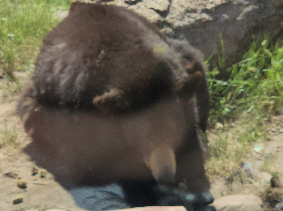 Bear Country USA-拉皮德城必去景点