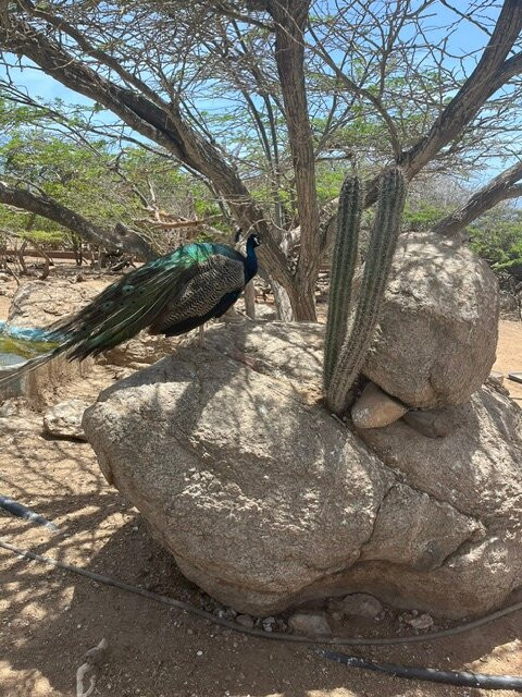 Donkey Sanctuary Aruba-Santa Cruz必去景点