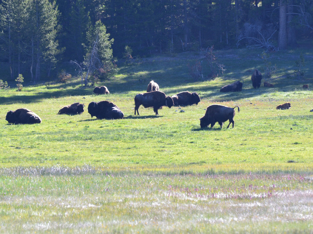 Yellowstone National Park-黄石国家公园必去景点
