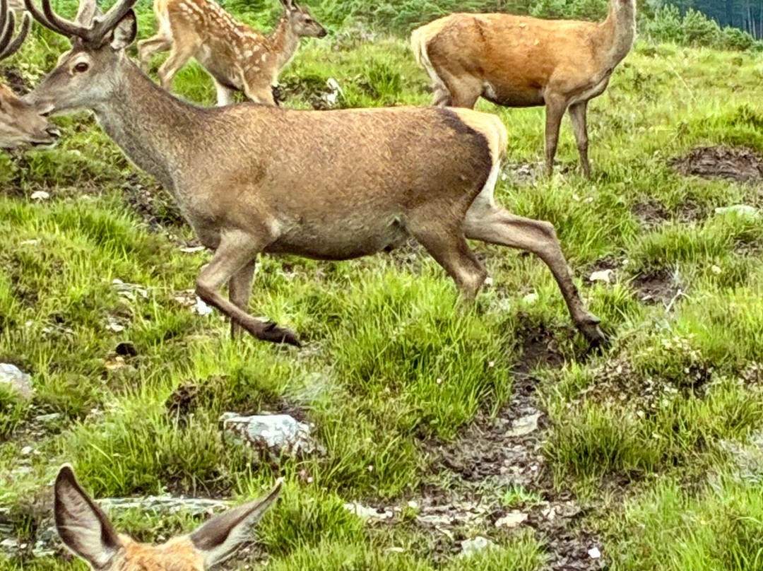 Reraig Forest-Strathcarron必去景点