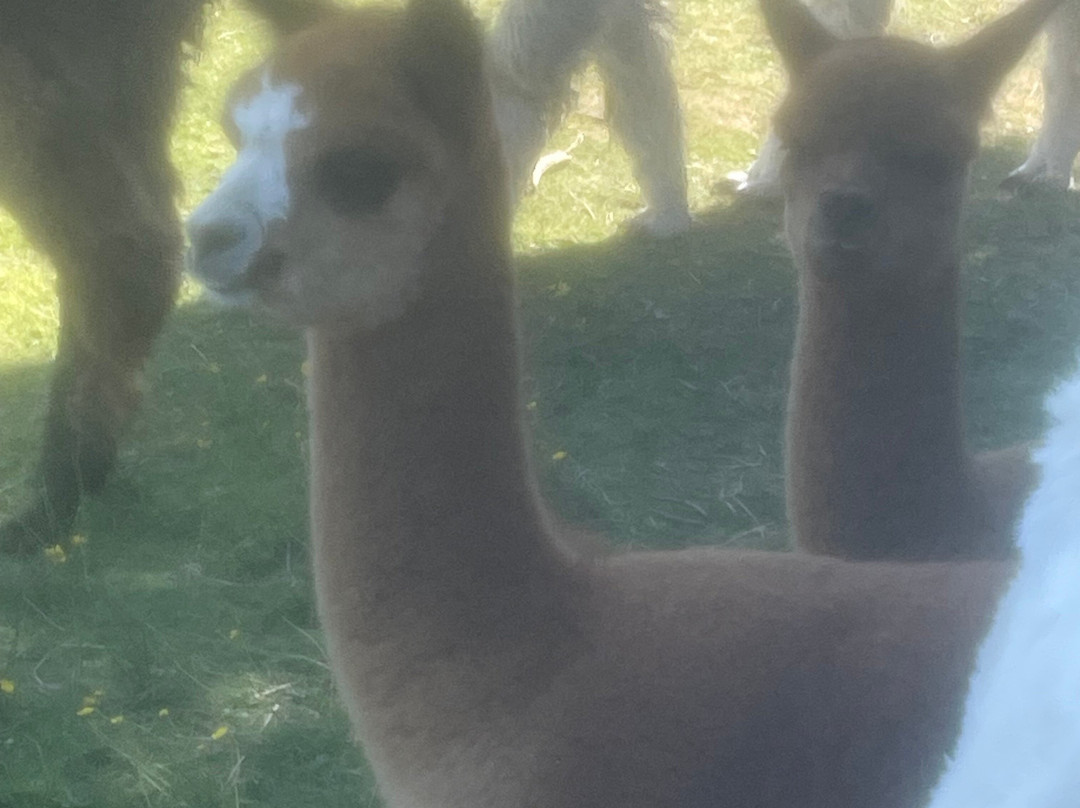 Bardsea Alpacas And Llamas-Bardsea必去景点
