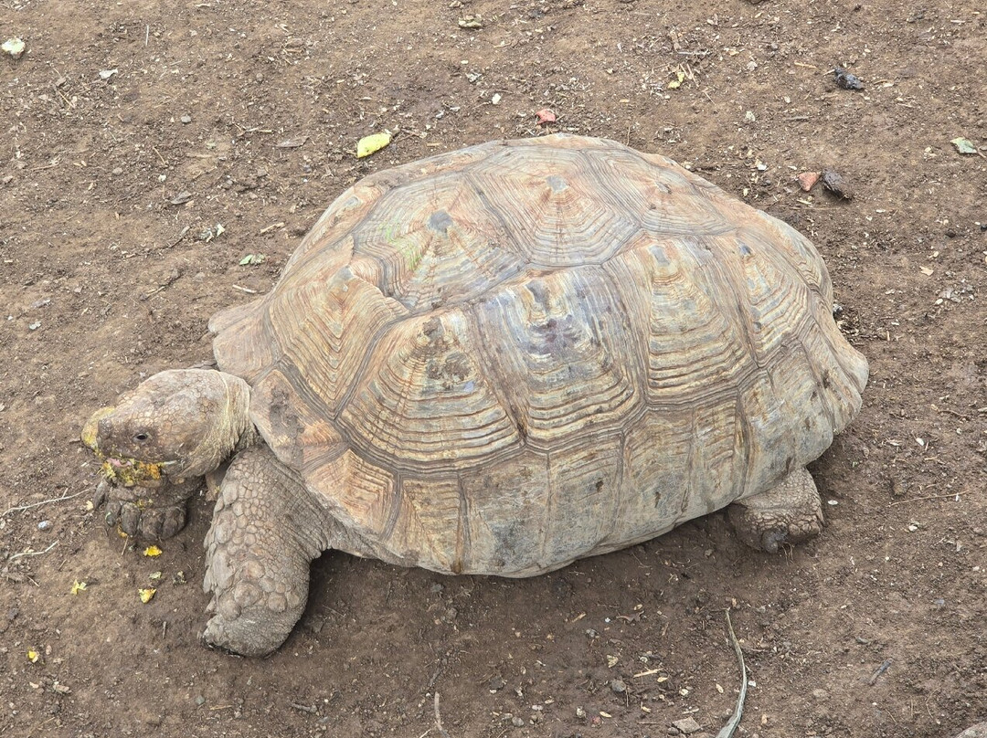 Arrondissement of Saint-Paul旅游景点-Le Jardin Des Tortues