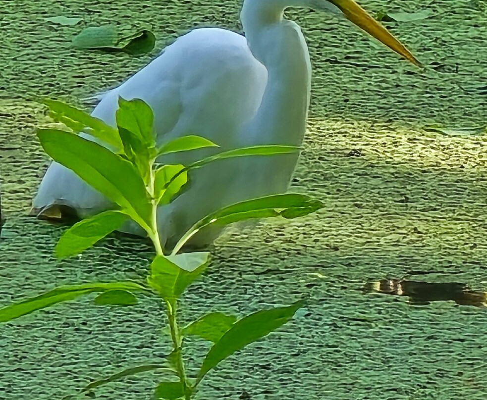 螺旋沼泽鸟兽禁猎区-那不勒斯必去景点