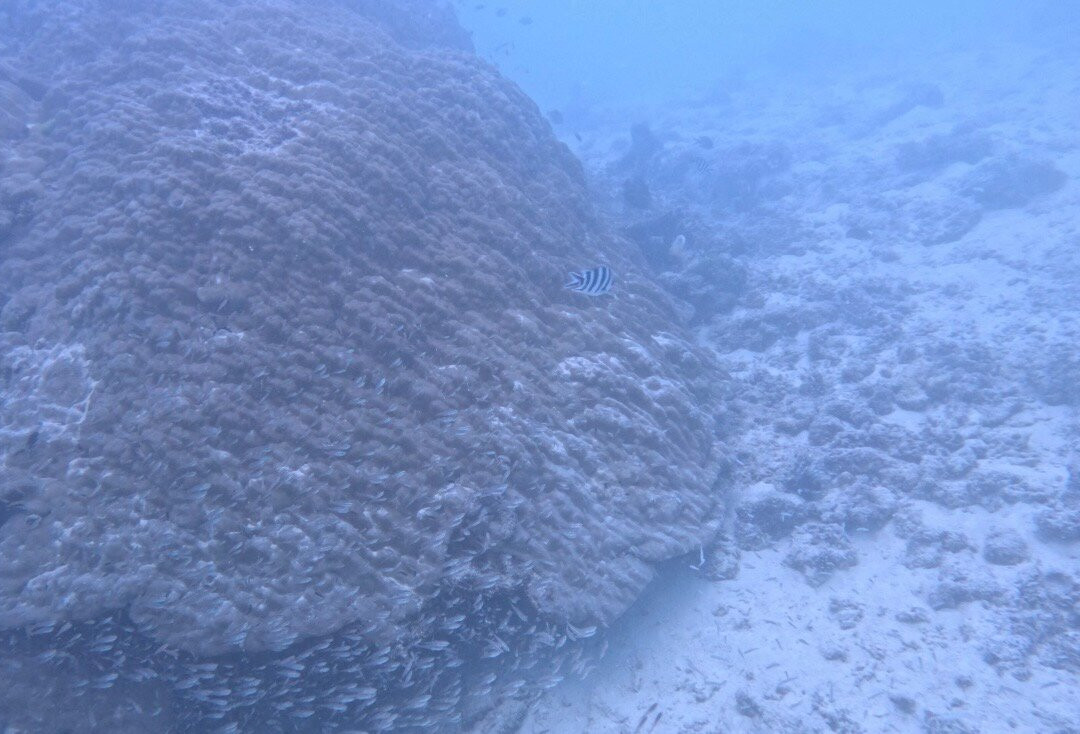Whitetip Divers-普拉兰岛必去景点