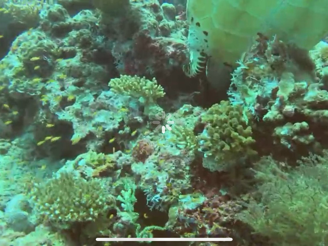 Sun Siyam Diving-伊露岛必去景点