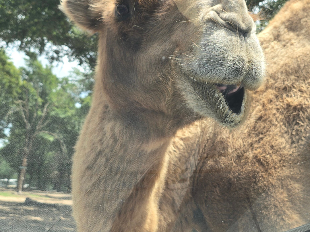 Franklin Drive Thru Safari-Franklin必去景点