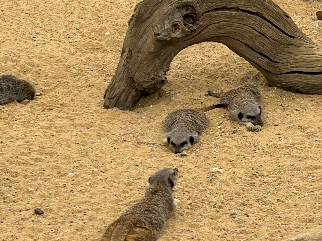 Suffolk Owl Sanctuary-Stonham Aspal必去景点
