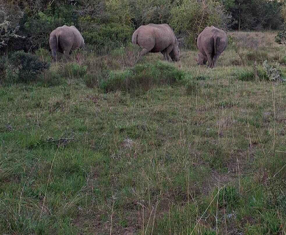 Schotia Tooth and Claw Safari-Addo Elephant National Park必去景点