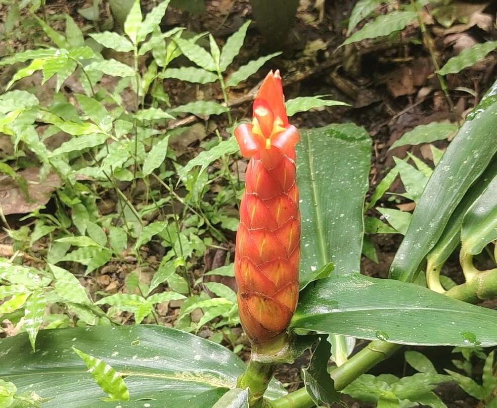 Carara National Park-卡拉拉必去景点