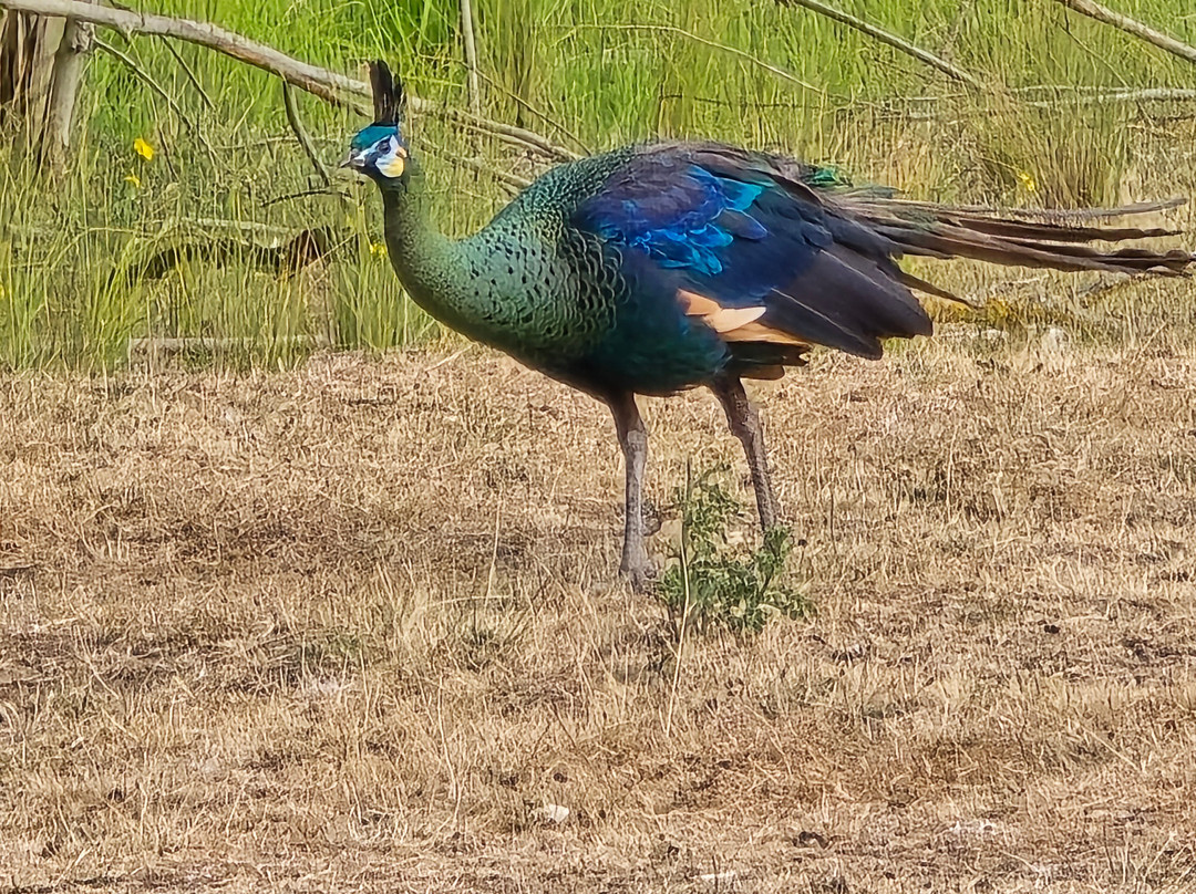 Watatunga Wildlife Reserve-金斯林必去景点