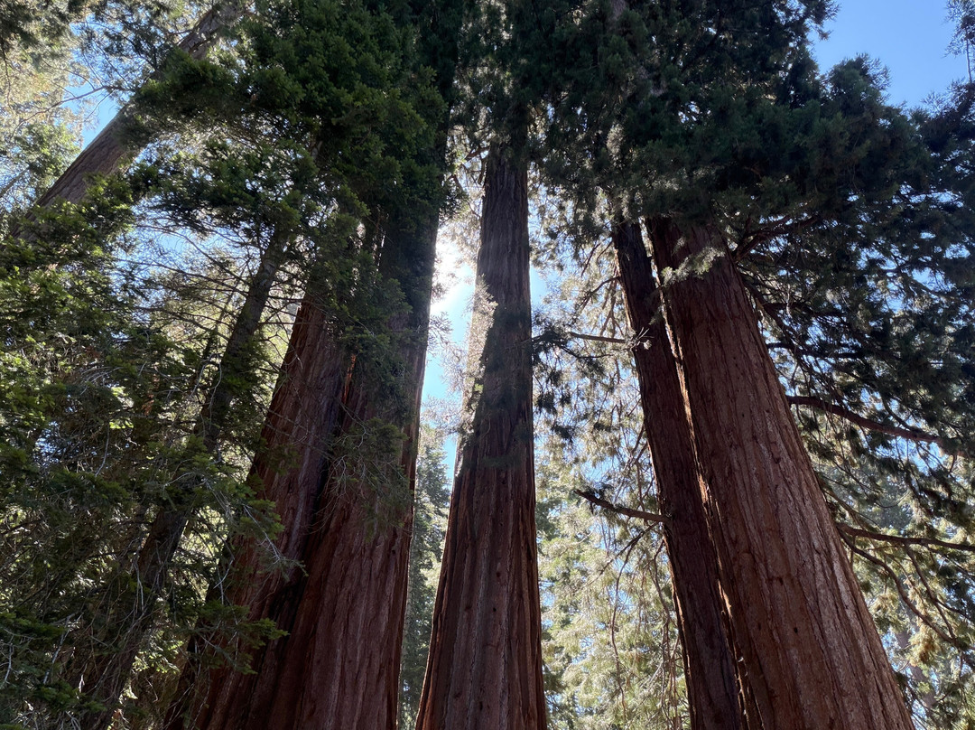 Sequoia National Park-维塞利亚必去景点