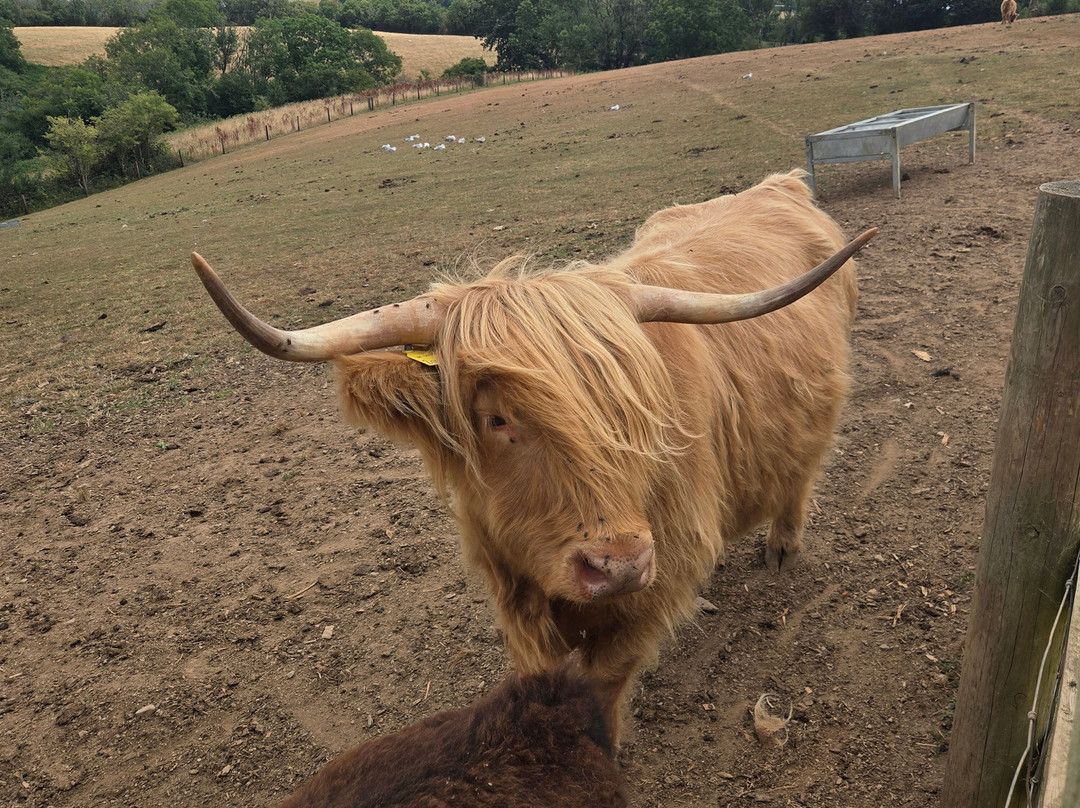 Pennywell Farm-Buckfastleigh必去景点